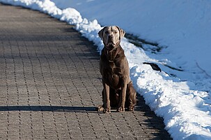 Hundehotel Parkhotel Weiskirchen - Winterurlaub mit Hund