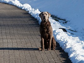 Hundehotel Parkhotel Weiskirchen - Winterurlaub mit Hund